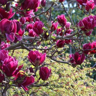 Магнолія Клеопатра (Magnolia Cleopatra) [30-40см, контейнер]