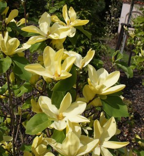Magnolia_Daphne_01