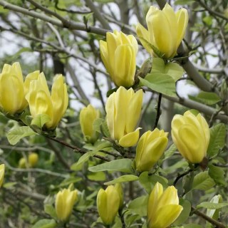 Магнолия Дафне (Magnolia Daphne)