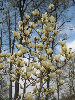 Magnolia_Elizabeth_01