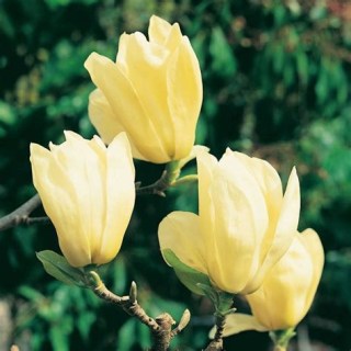 Магнолія бруклінська Елізабет (Elizabeth)