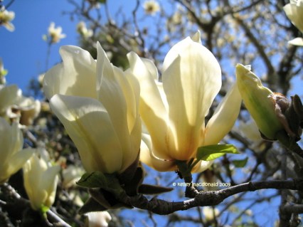 Magnolia_Elizabeth_05