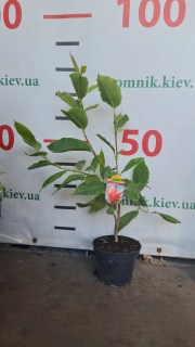 Magnolia_Galaxy