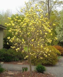 Magnolia_Golden_Dream_04