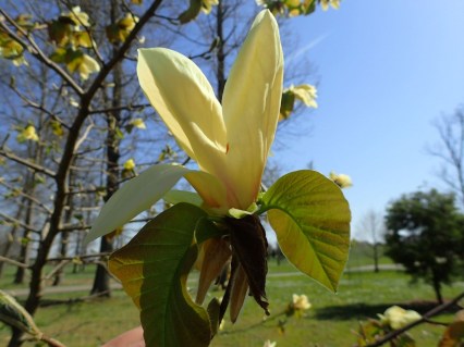 Magnolia_Golden_Rain_01