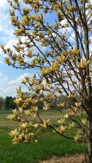 Magnolia_Lemonade_01