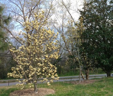 Magnolia_Lemonade_02