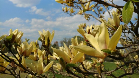 Magnolia_Lemonade_03