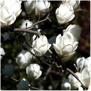 Magnolia_Lennei_Alba_01