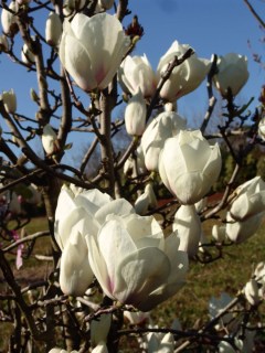 Magnolia_Lennei_Alba_03