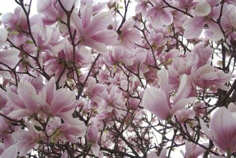 Magnolia_Rouged_Alabaster_02