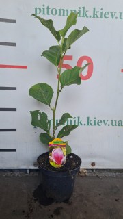 Реальне фото саджанця 60см, без бутонів