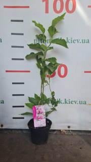 Magnolia_Soulangeana