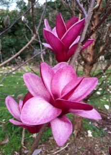 Magnolia_Starburst_01