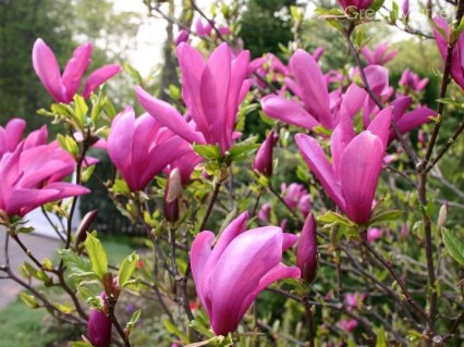 Магнолія Сьюзан (Magnolia Susan)