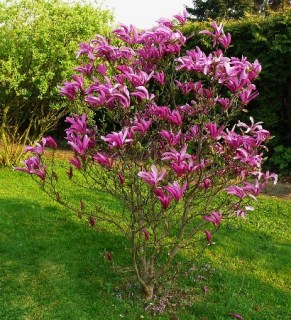 Magnolia_Susan108132947