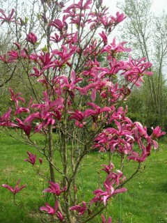 Magnolia_Susangallery_3_15_205243