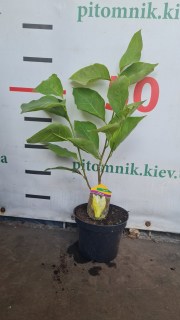 Magnolia_Yellow_Latern