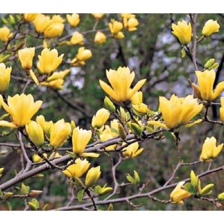 Magnolia_Yellow_River_01