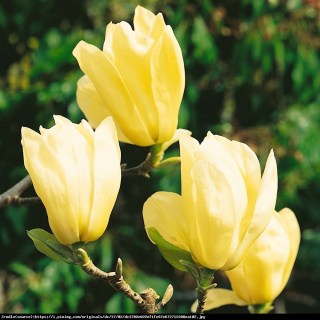 Magnolia_Yellow_River_02