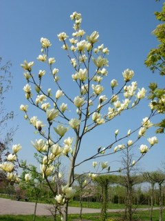 Magnolia_Yellow_River_03