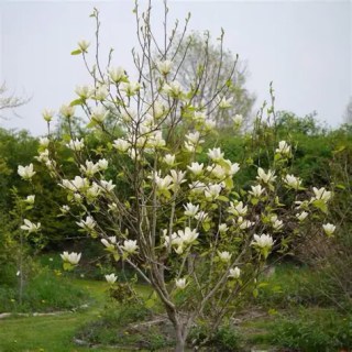 Magnolia_Yellow_River_04