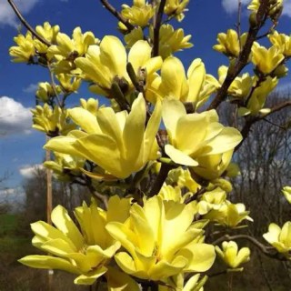 Магнолія оголена Єллоу Рівер (Yellow River)