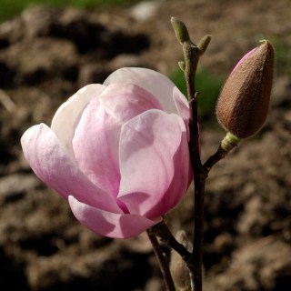 Magnolia_denudata_Festirose_01
