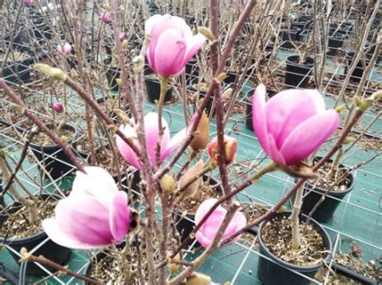 Magnolia_denudata_Festirose_02