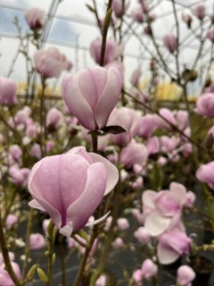 Magnolia_denudata_Festirose_04
