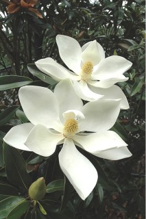Магнолия крупноцветная Алта (Magnolia grandiflora Alta)
