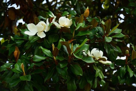 Magnolia_grandiflora_Gallisoniensis_03