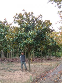 Magnolia_grandiflora_Gallisoniensis_07