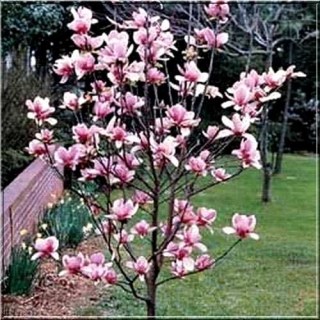 Magnolia_soulangeana_Alexandrina_01