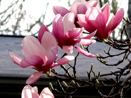 Magnolia_soulangeana_Alexandrina_02