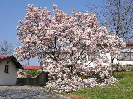 Magnolia_soulangeana_Alexandrina_03