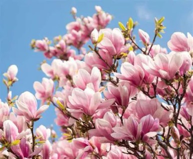 Magnolia_soulangeana_Alexandrina_04