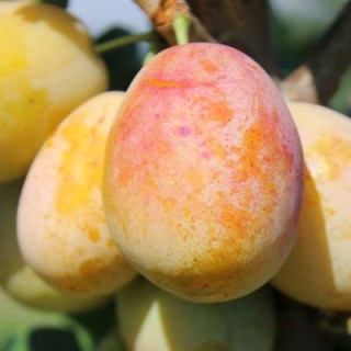 Miracot-Aprimira-400x400