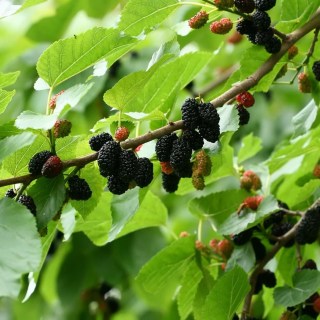 Morus-black-mulberry