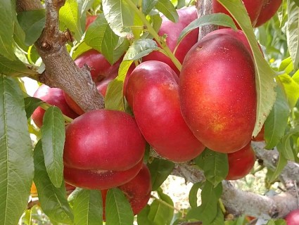 Nektarin_inzhirnyy_Mesembrine_02