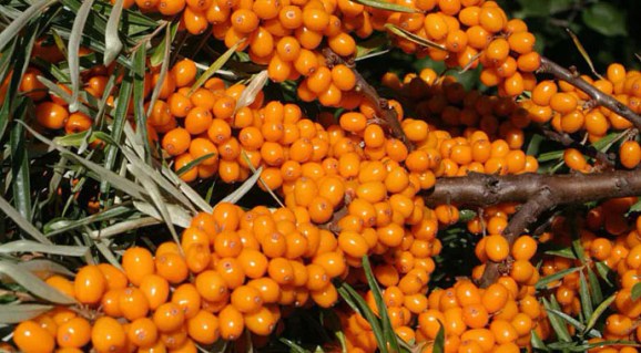 Oblepikha_Orendzh-Revolyushn_02