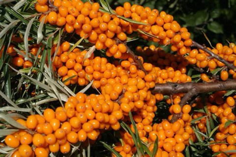 Обліпиха Оранж Революшн (Orange Revolution)