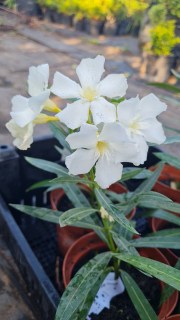 Реальні фото саджанця Олеандр Sister Agnes в контейнері 1л