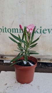 Реальні фото саджанця, 1л контейнер, Олеандр Aphrodite