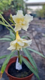 Реальне фото саджанця Олеандр Luteum Plenum, контейнер 1л