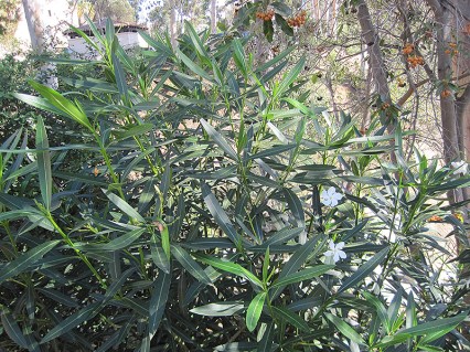 Oleandr_Sister_Agnes_01