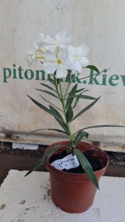 Реальні фото саджанця Олеандр Sister Agnes в контейнері 1л