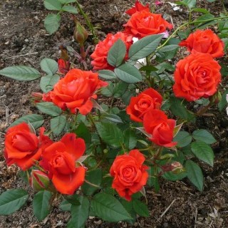 Роза миниатюрная Оранж Санблес (Orange sunblaze)