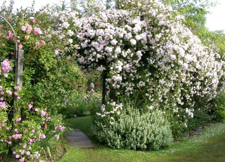 Pauls-Himalayan-Musk-01