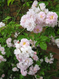 Pauls-Himalayan-Musk-04